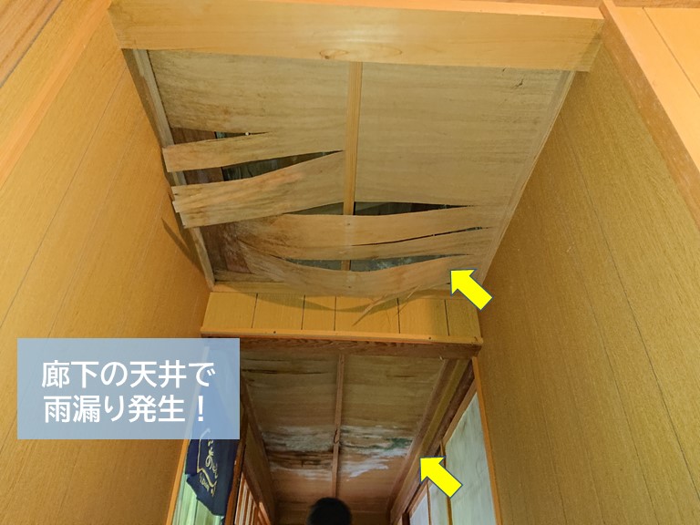岸和田市の廊下の天井で雨漏り発生