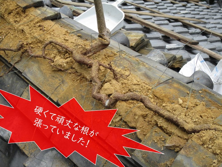 岸和田市の棟に太い根が！