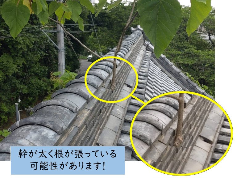 岸和田市の棟に生えた雑草の幹