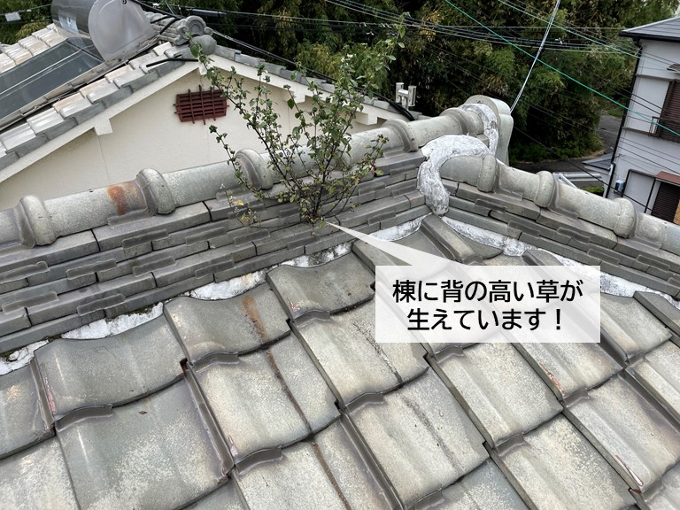 岸和田市の棟に背の高い草が生えています