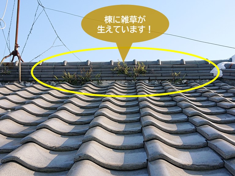 岸和田市の棟に雑草が生えています