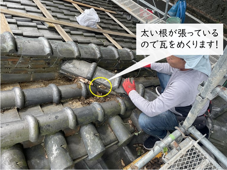 岸和田市の棟の中に雑草の根が張っていました！