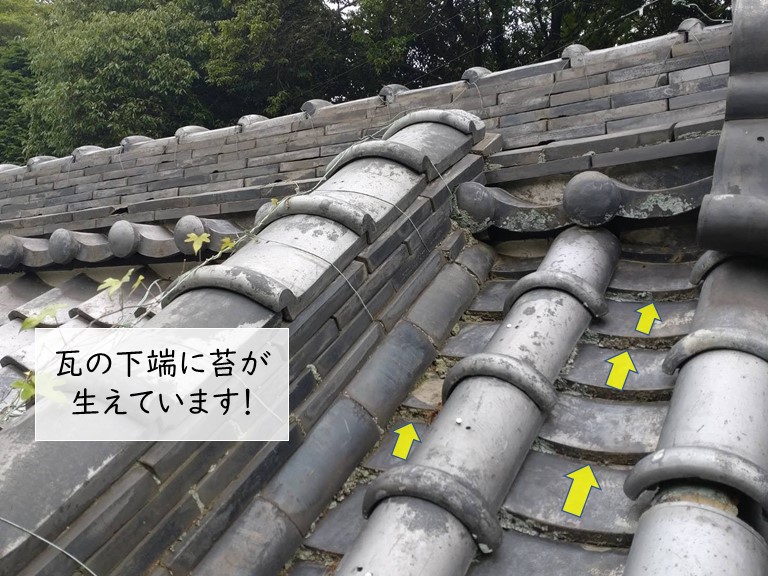 岸和田市の瓦の下に苔が生えています