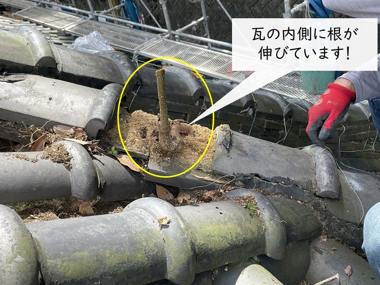 岸和田市の瓦の内側に太い根が伸びています！