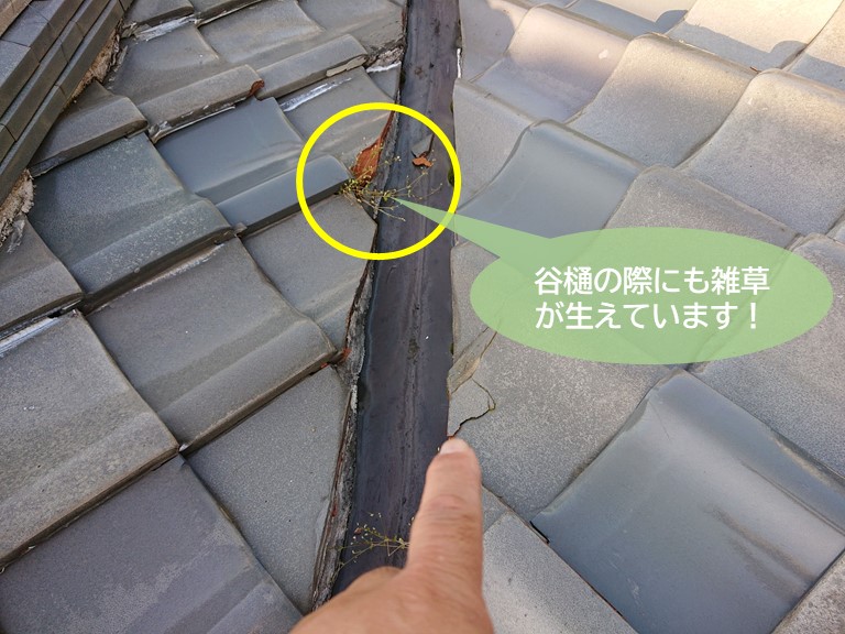 岸和田市の谷樋の際にも雑草が生えています