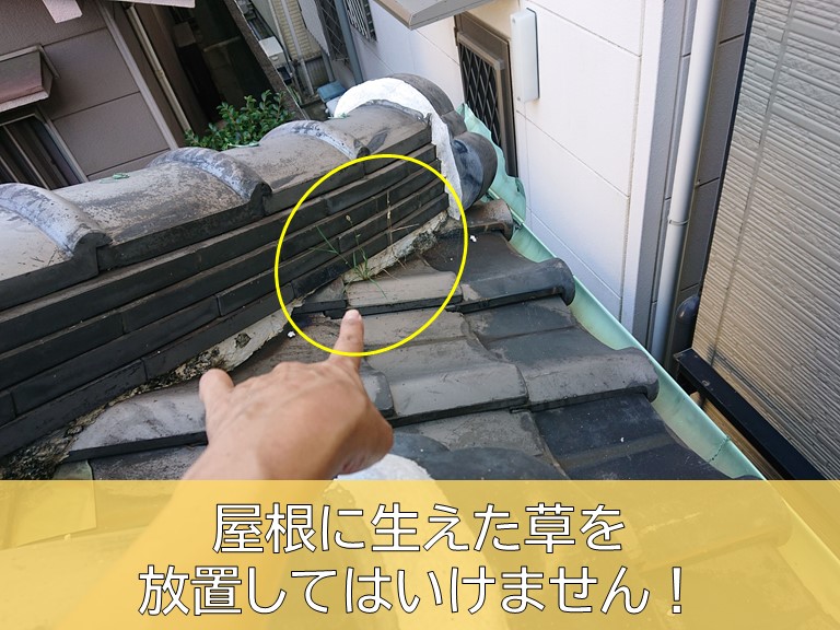 岸和田市・屋根に生えた草を放置してはいけません