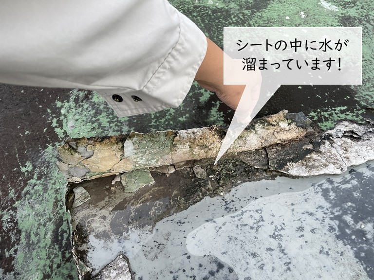 忠岡町の陸屋根のシート防水の下に雨水が溜まっていました