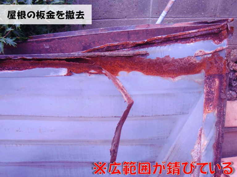 忠岡町屋根の板金を撤去※広範囲が錆びている