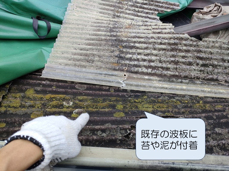 既存の波板に苔や泥が付着