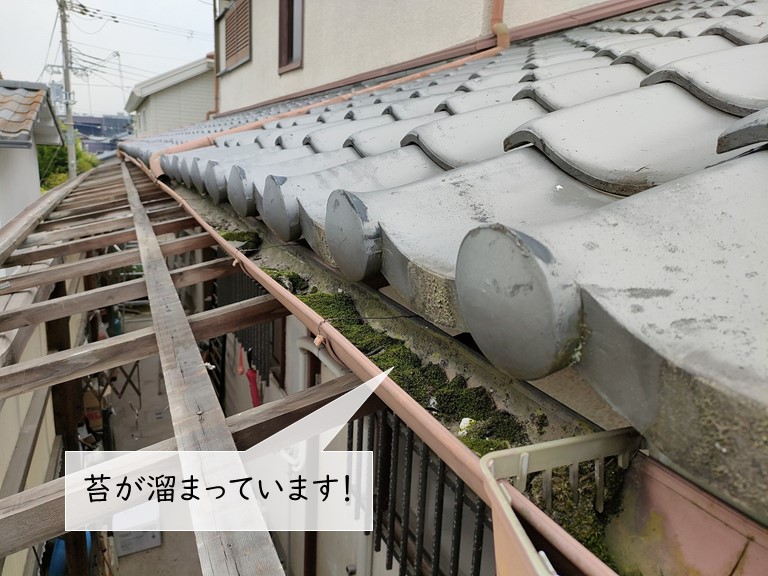 泉佐野市の下屋の軒樋に苔がつまっています