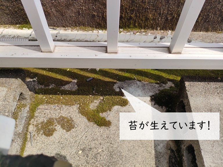 泉大津市のバルコニーに苔が生えています