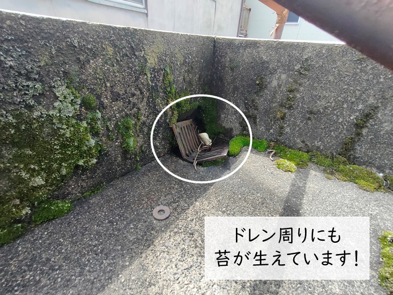 泉大津市のバルコニーのドレンに苔が生えています