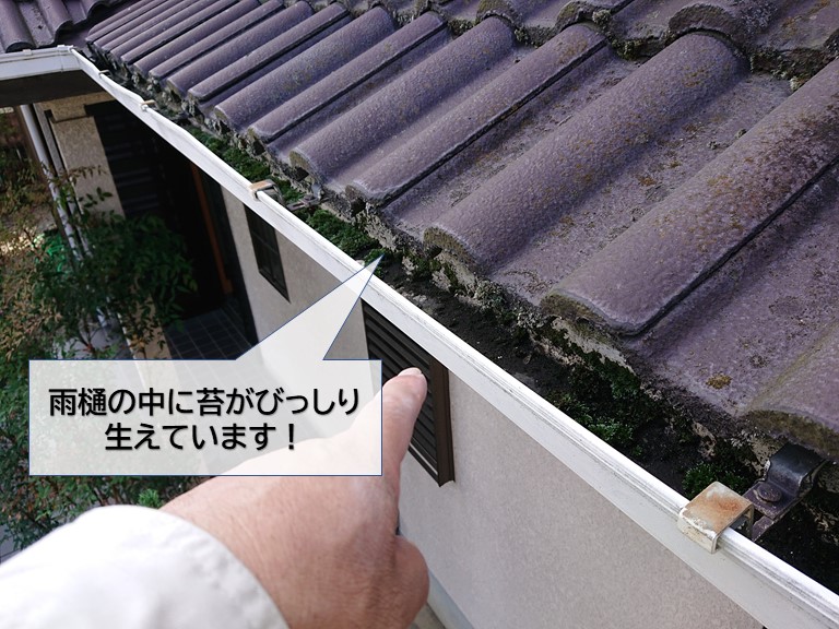 泉大津市の雨樋の中に苔が生えています
