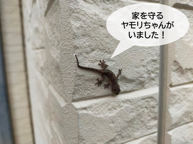 熊取町で家を守るヤモリがいました