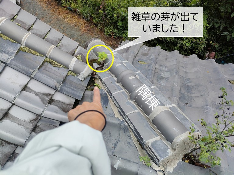 熊取町の屋根の雑草の芽が出ています