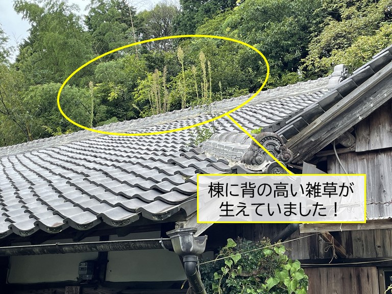 熊取町の棟に雑草が生えています
