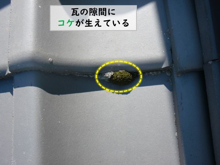 熊取町瓦の隙間にコケ