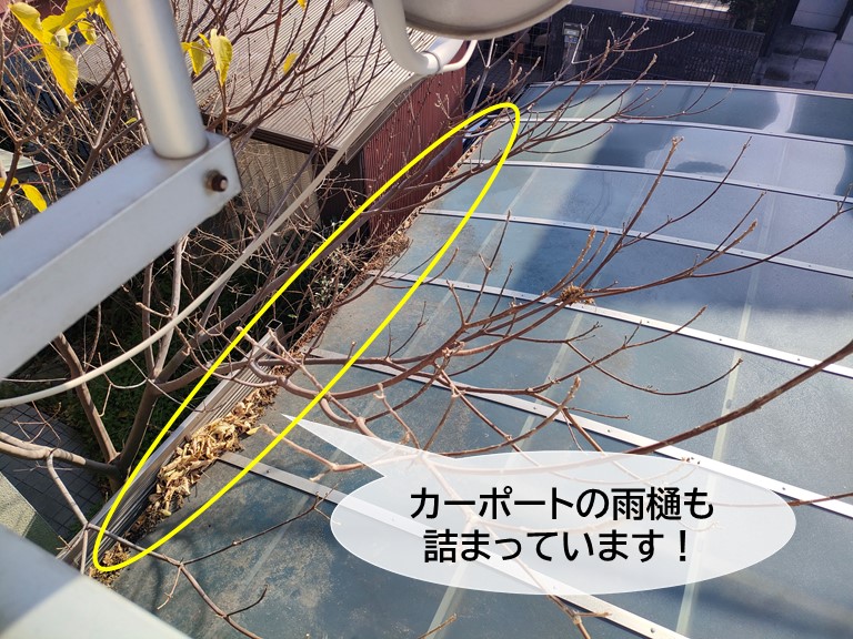 貝塚市のカーポートの雨樋も詰まっています