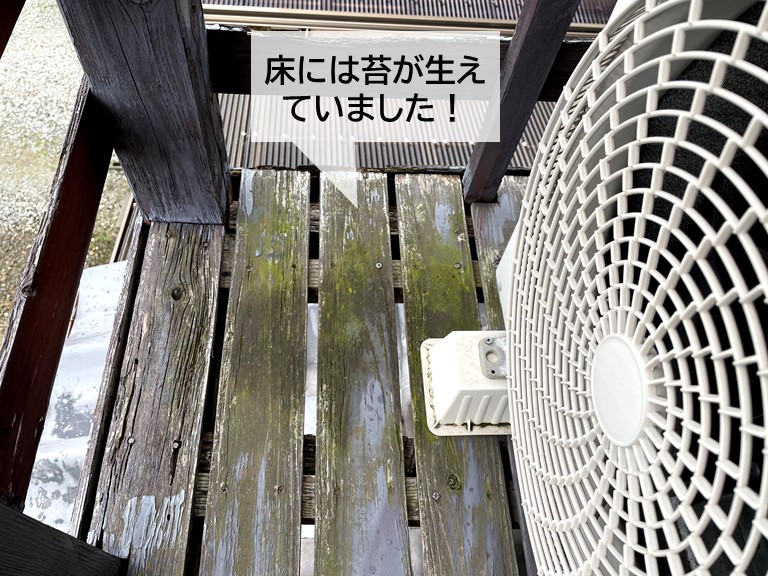 貝塚市のベランダの床には苔が生えていました