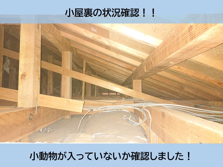 貝塚市の小屋裏に小動物が入っていないか確認しました！