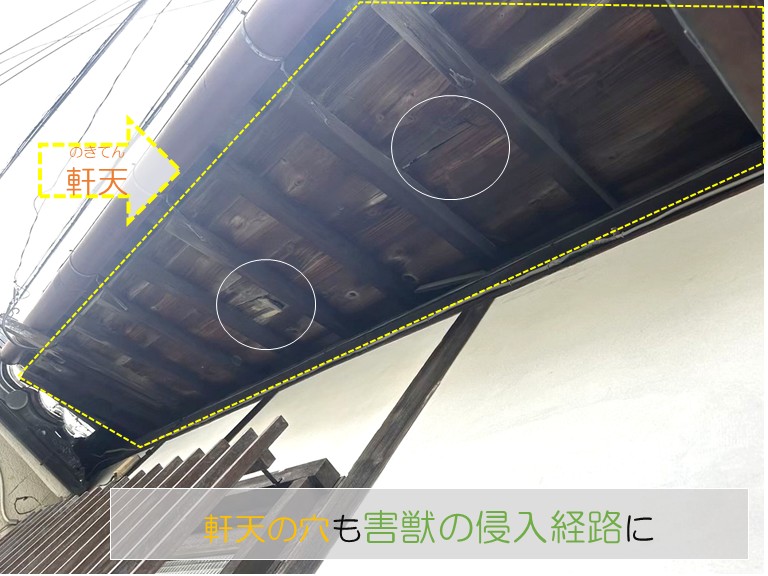 軒天の穴も害獣の侵入経路に