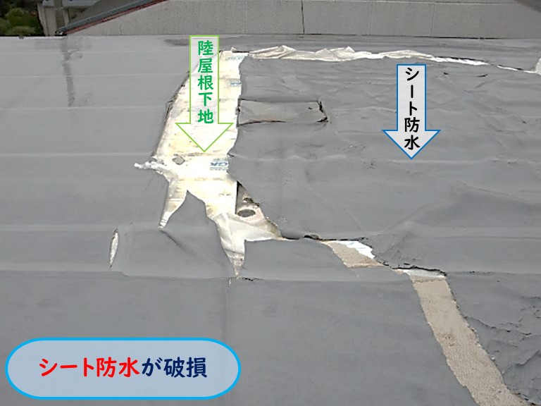 高石市で雨漏りシート防水破損
