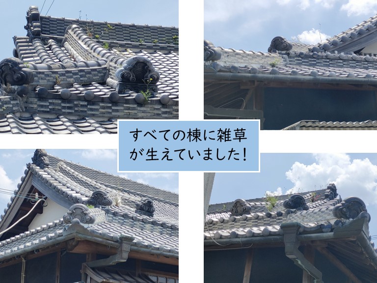 高石市のすべての棟に雑草が生えていました