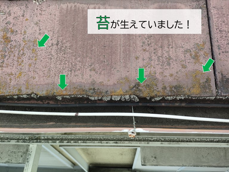 高石市のカラーベストに苔が生えています