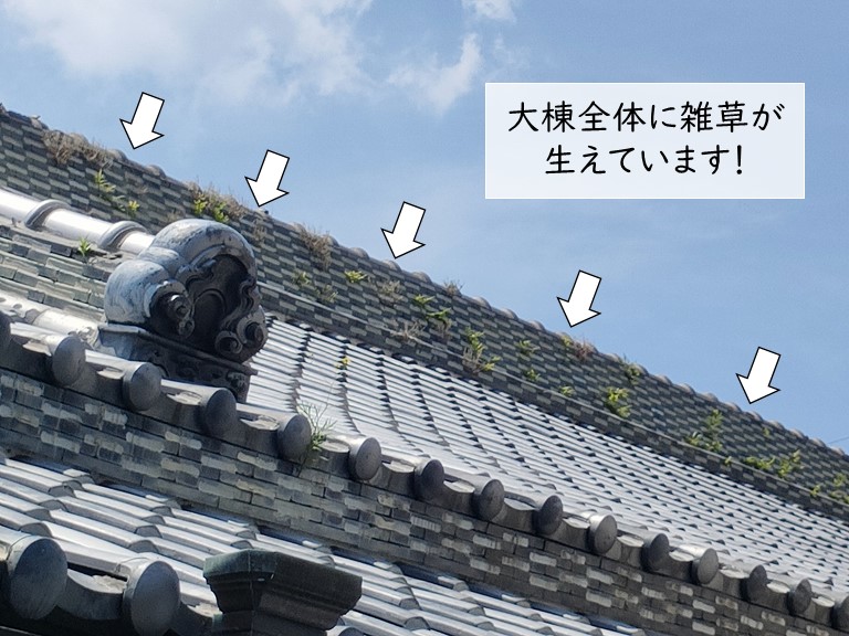 高石市の大棟全体に雑草が生えています