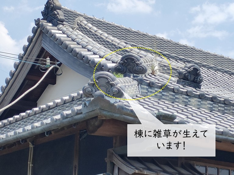 高石市の棟に雑草が生えています