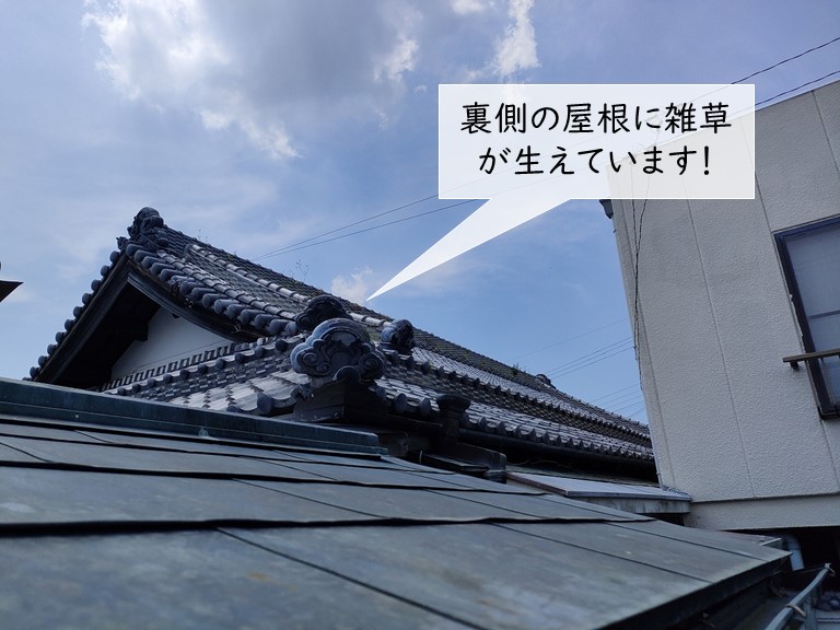 高石市の裏側の屋根に雑草が生えています