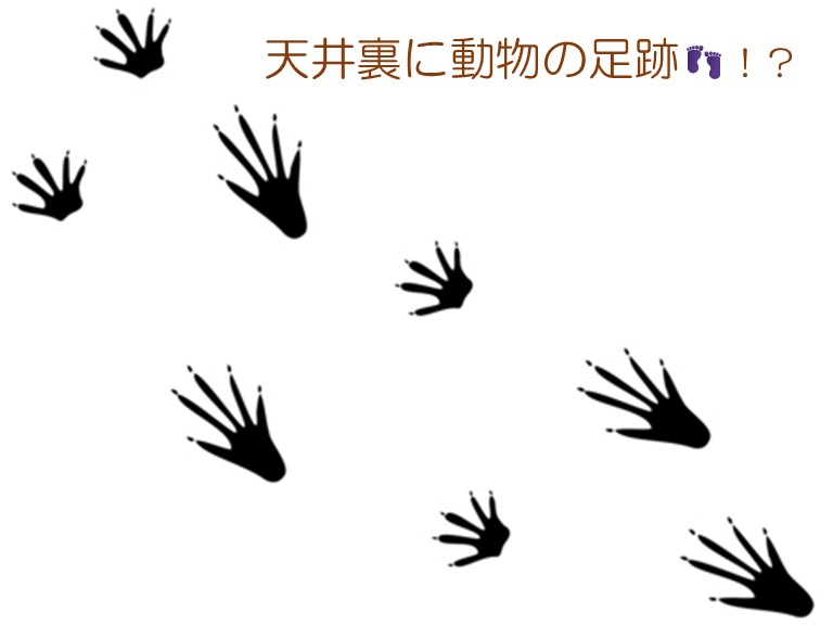！？天井裏に動物の足跡