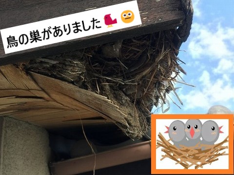 鳥の巣がありました