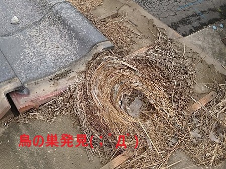 鳥の巣