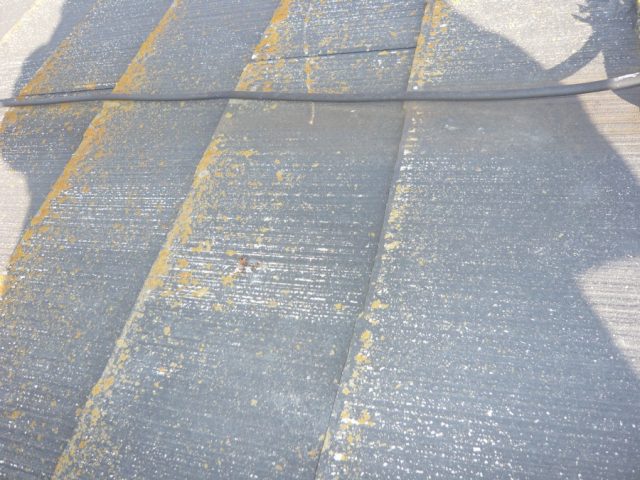 カラーベストのコケ発生の状態