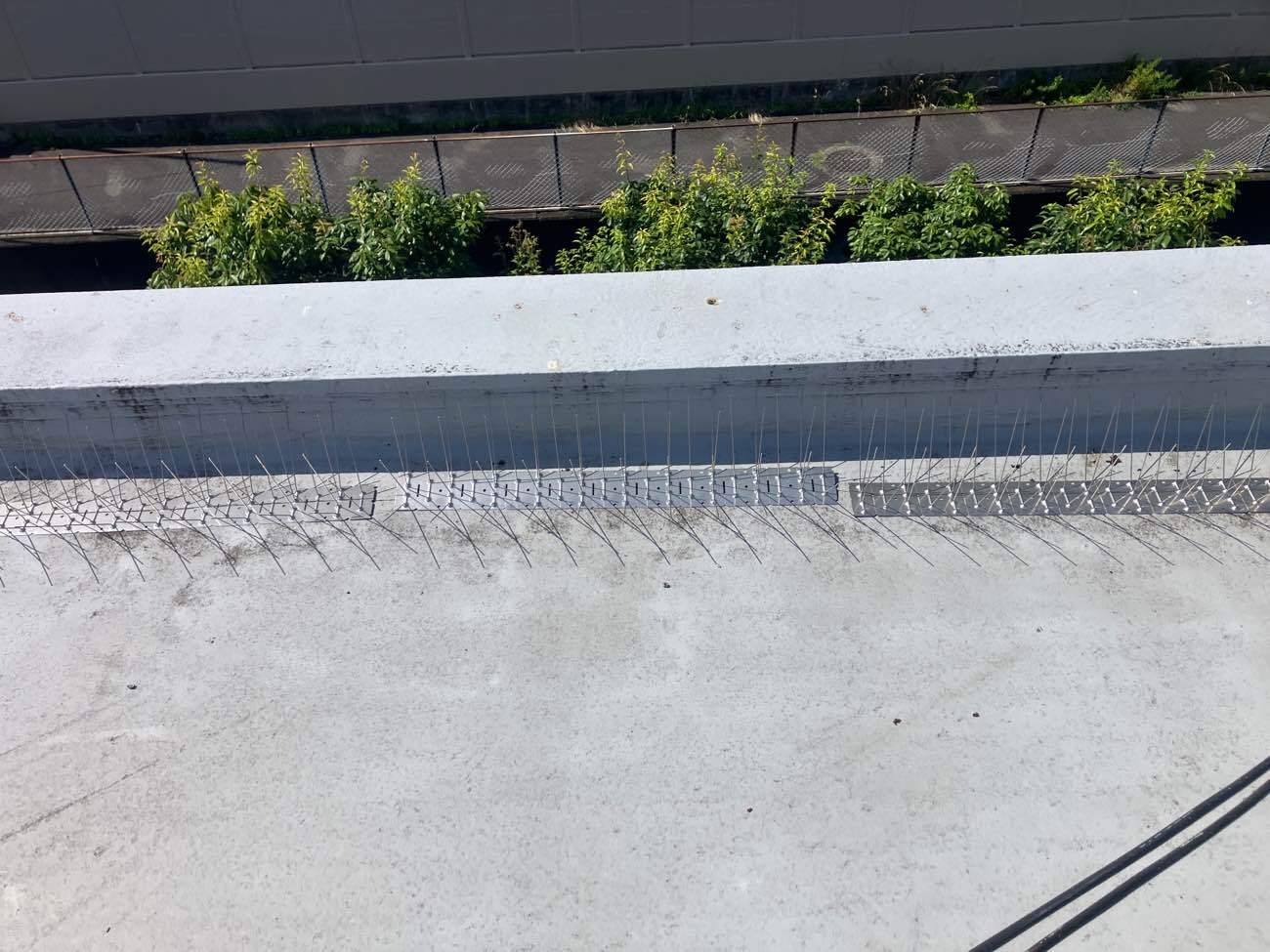 バードピン並べ