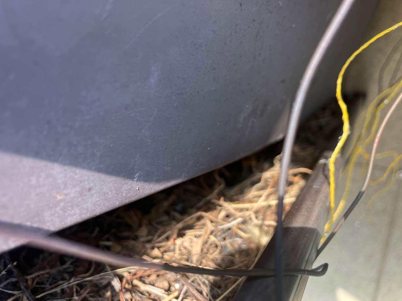 雨樋に溜まった藁