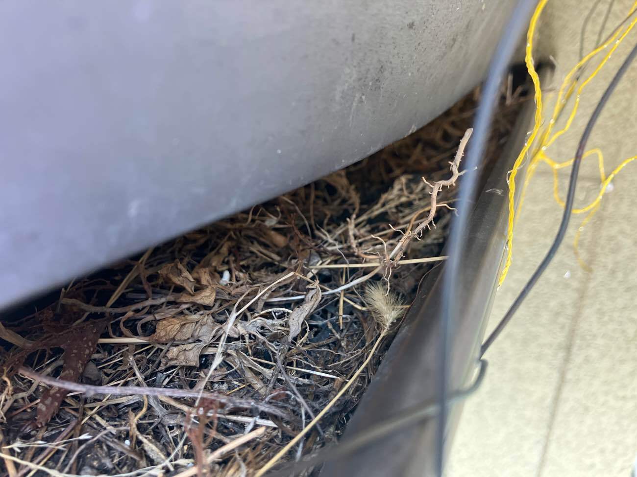 雨樋内部に溜まった藁　掃除前