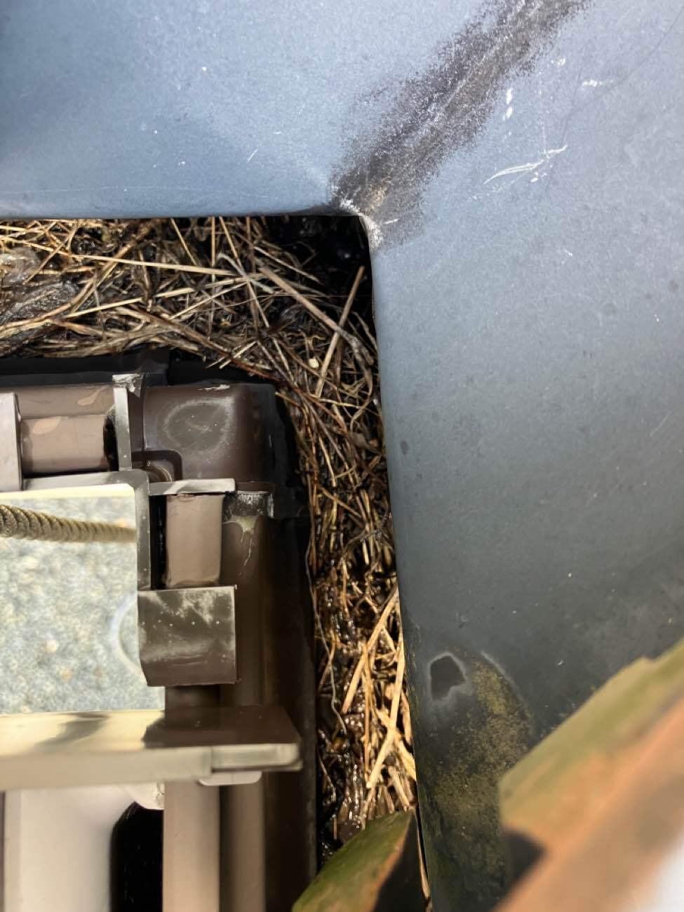 雨樋内部に溜まった藁