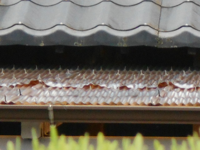 ポリカ屋根現場調査