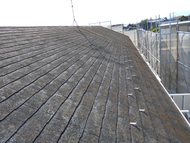 カラーベスト点検