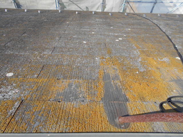 カラーベストコケ