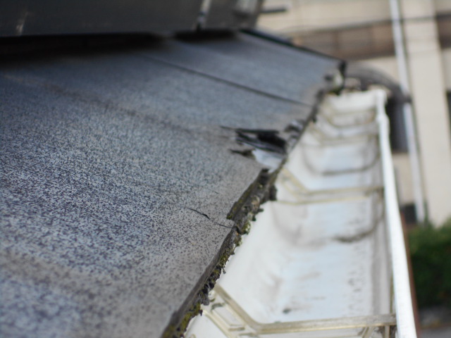 パミールはがれ