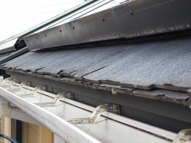 パミールはがれ