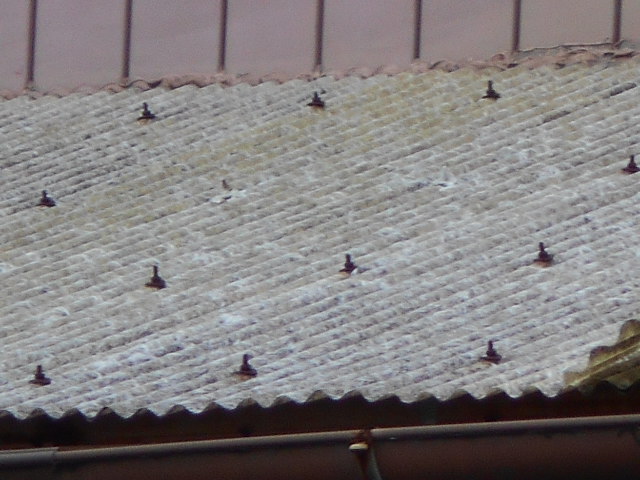 ポリカ波板屋根現場調査