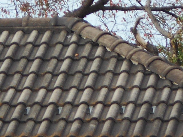 モニエル瓦現場調査