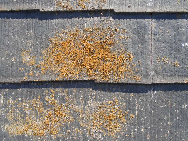 カラーベスト屋根調査