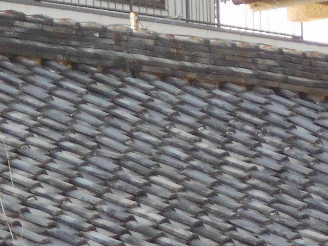 屋根瓦調査