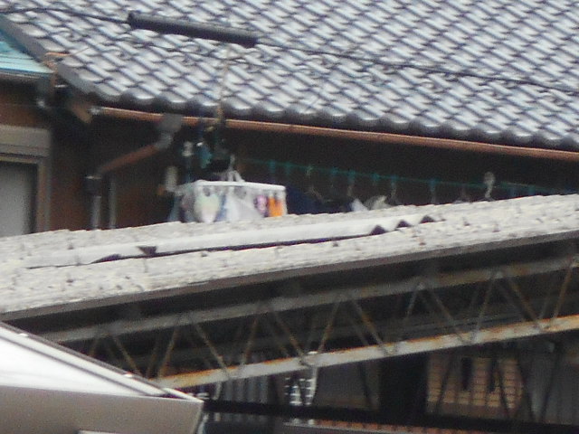 大波スレート屋根調査