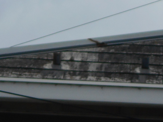 カラーベスト屋根調査